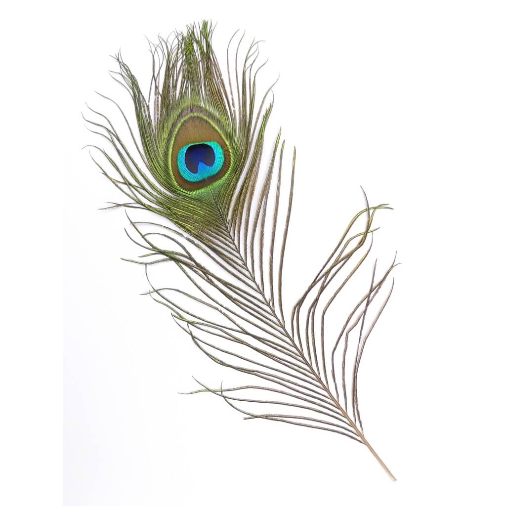 Paví peří – 55–60 cm, přírodní dekorace pro aranžmá a kreativní tvoření